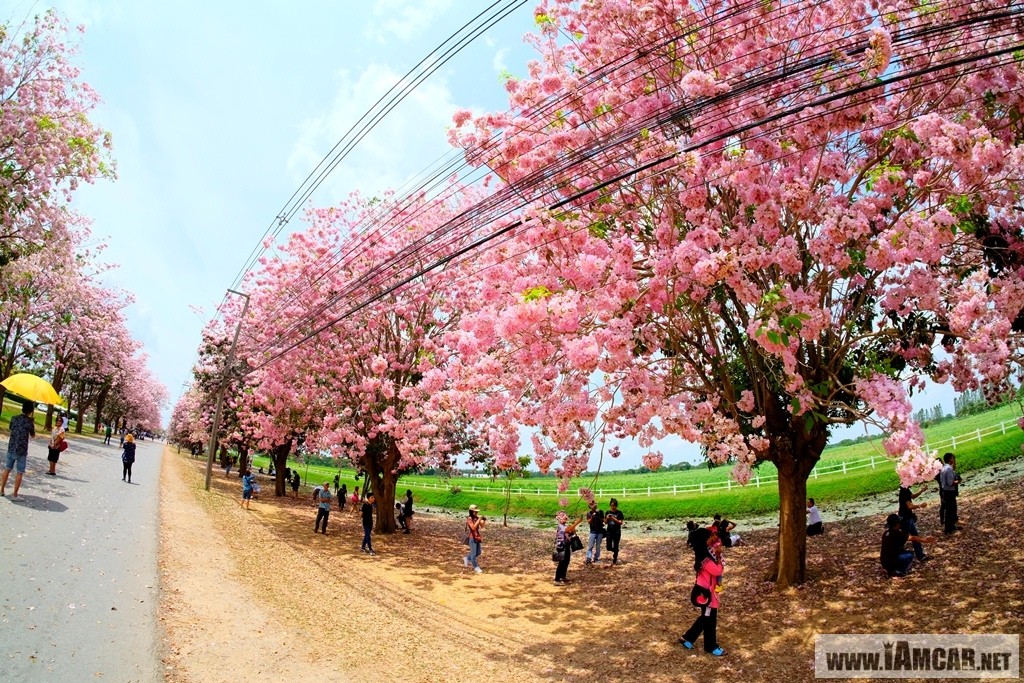 ซากุระนครปฐม