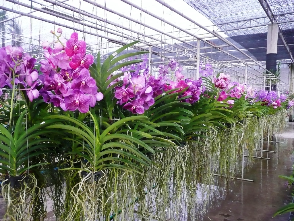 Air Orchids Supermarket