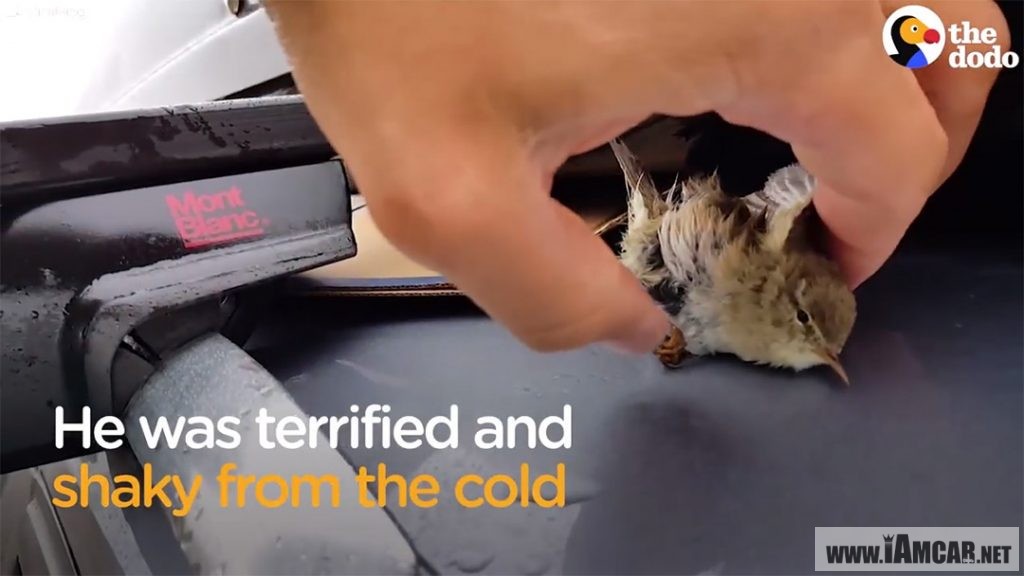 นกน้อยกับสภาพที่หมดแรง