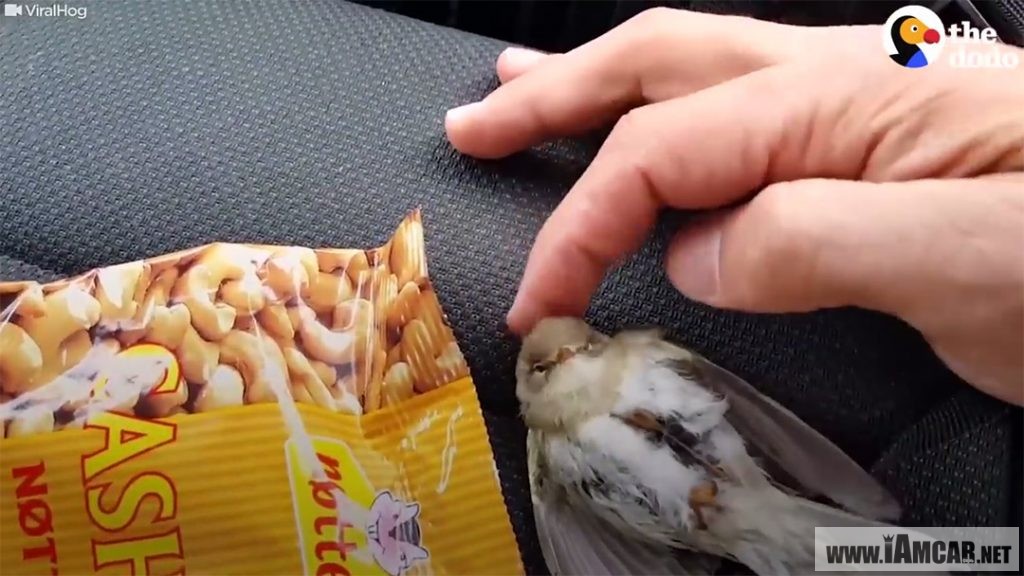 ให้ความอบอุ่น ช่วยเหลือนก