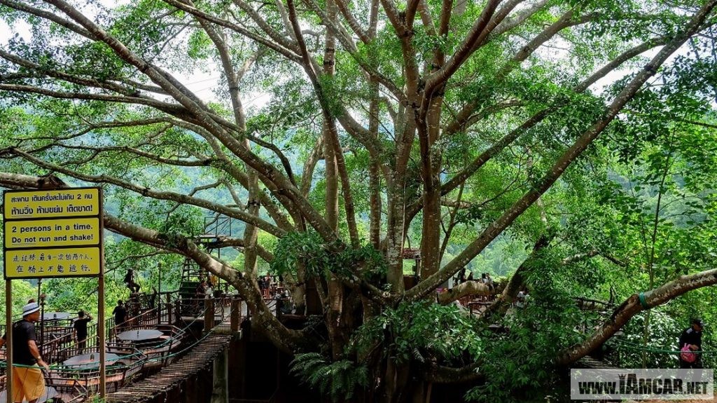 ร้านกาแฟเชียงใหม่ The Giant Chiangmai ร้านกาแฟบนต้นไม้ บ้านแม่กำปอง