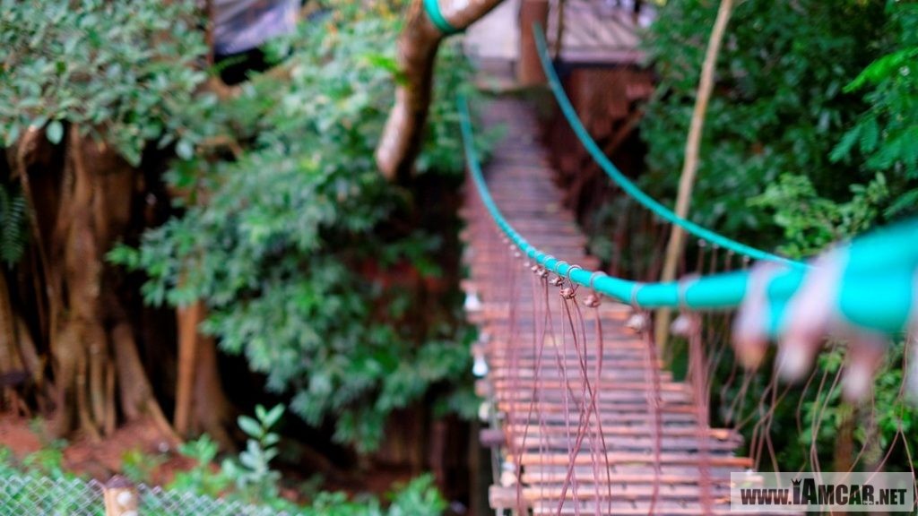 ร้านกาแฟเชียงใหม่ The Giant Chiangmai ร้านกาแฟบนต้นไม้ บ้านแม่กำปอง