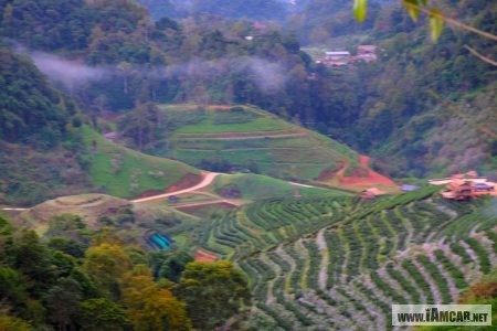 ไร่ชา2000:อ่างขาง