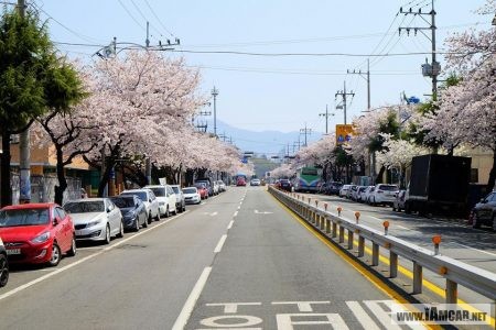 จินแฮ,ดอกซากุระ