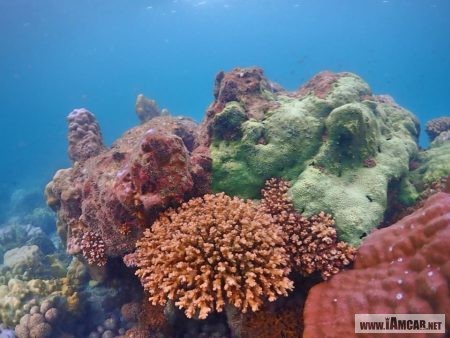 ดำน้ำเกาะแสมสาร