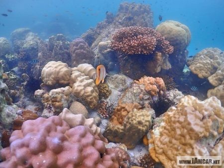 ดำน้ำเกาะแสมสาร