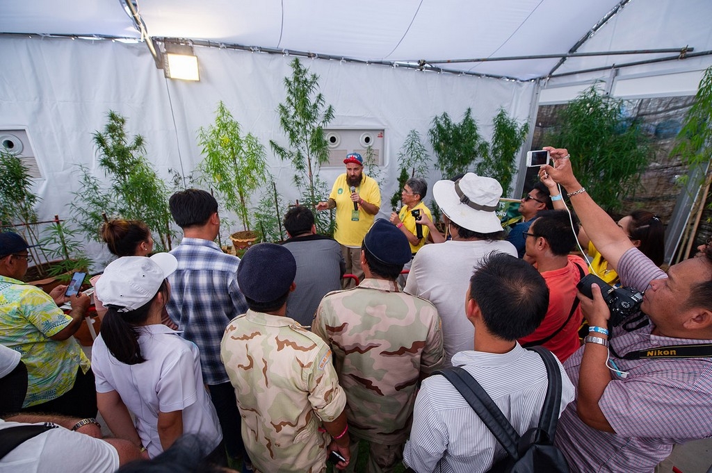 พันธุ์บุรีรัมย์ กัญชาไทย