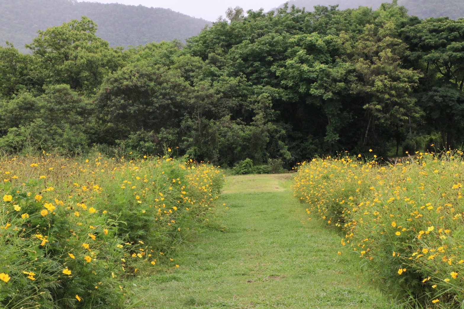 Jin Na Mon Café คาเฟ่เล็กๆบรรยากาศดีมีความโฮมมี่ จ.เชียงใหม่