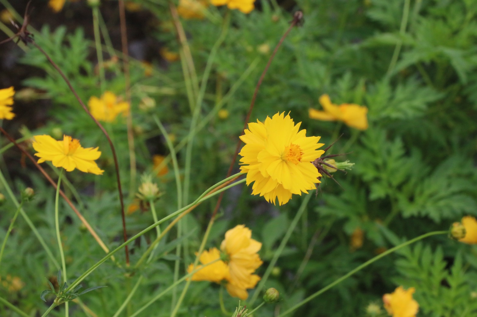 Jin Na Mon Café คาเฟ่เล็กๆบรรยากาศดีมีความโฮมมี่ จ.เชียงใหม่