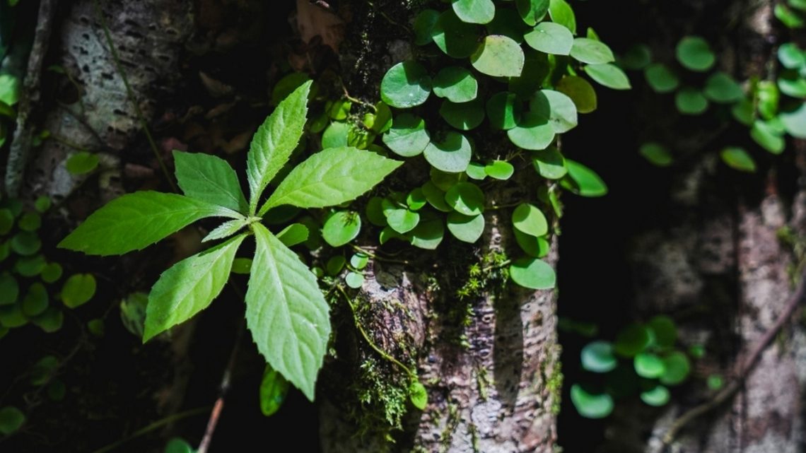 Nissan Serena e-POWER
